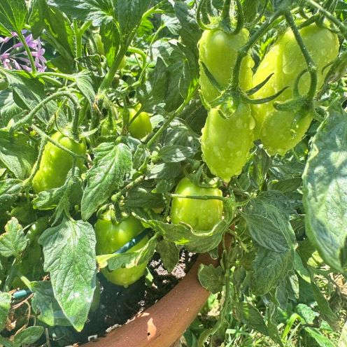 maters jun 6 2.jpg